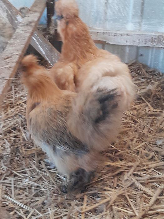 Siłki 3 kury i 1kogut komplet