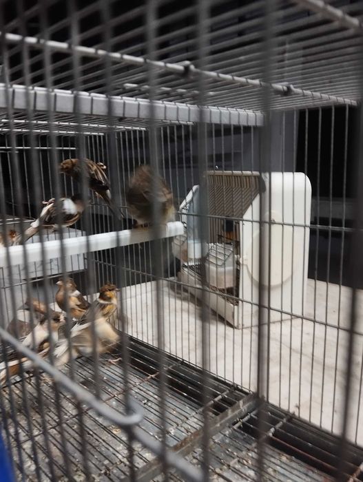 Canários arlequins e amarelos