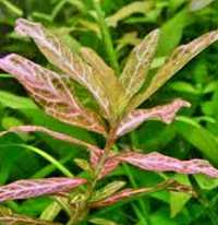 Hygrophila polysperma