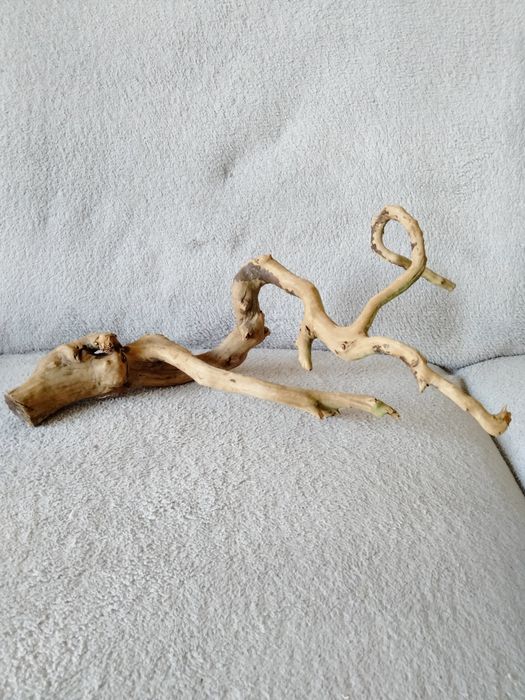 Piękny korzeń do akwarium