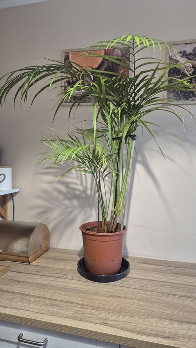 Palma Areka o wysokości około 100 cm