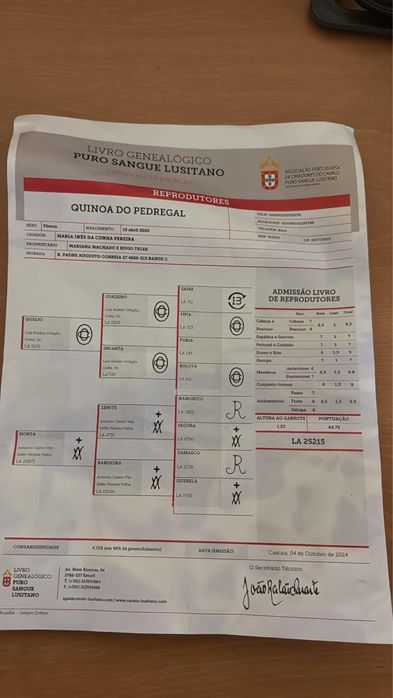 Vendo Égua Lusitana Montada