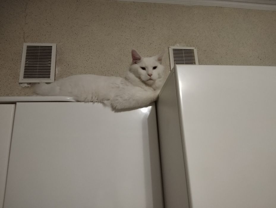 Кот Мейн-Кун для случки белый