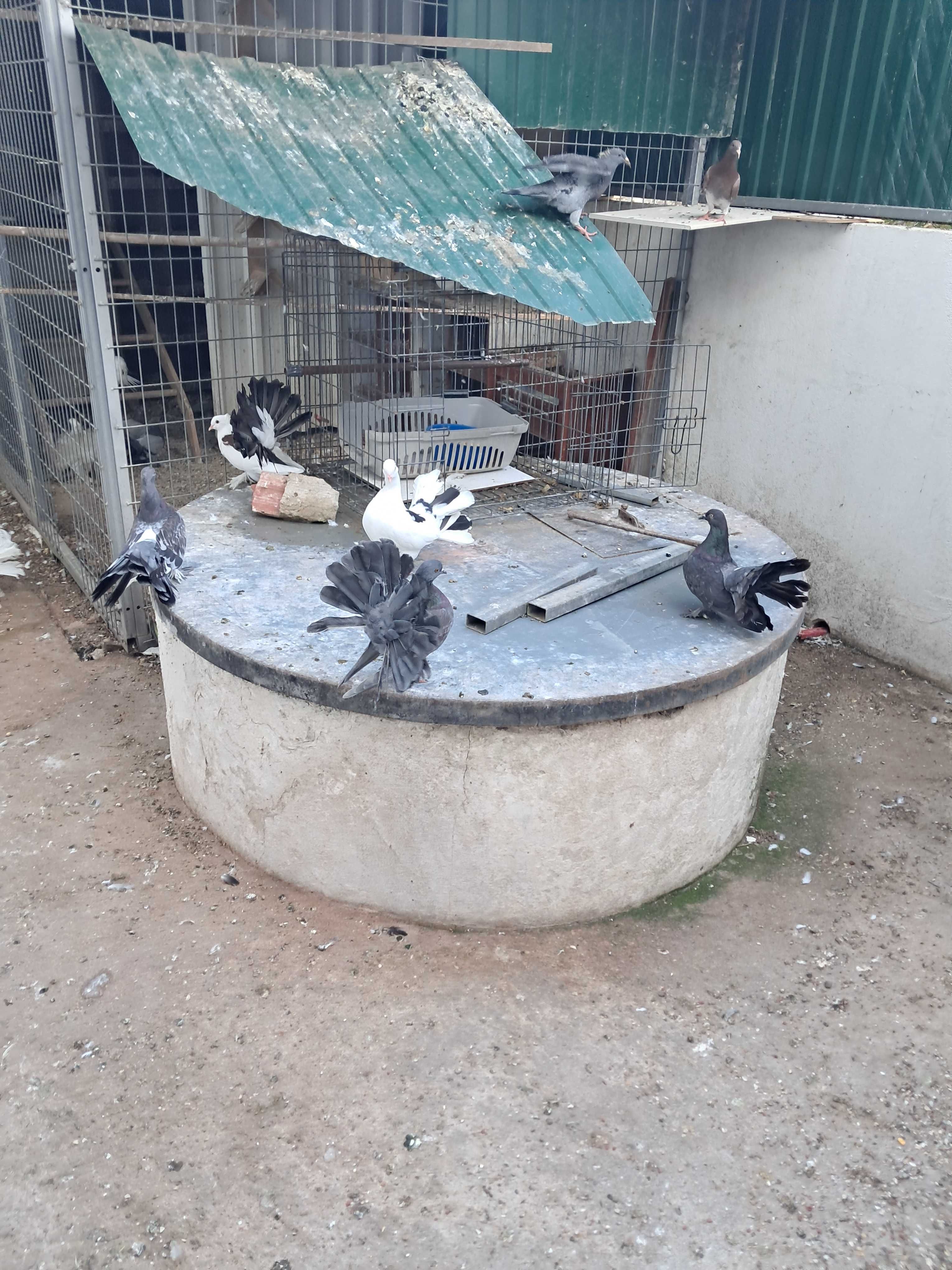 Pombos de leque e pombos brancos sem leque