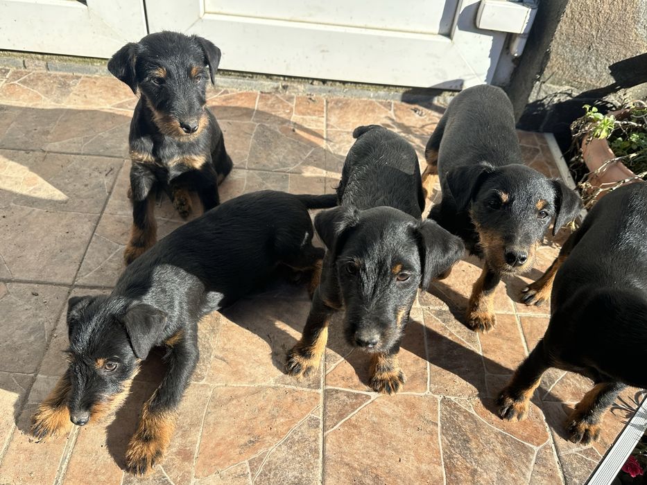 Цуценята Німецький ягдтерʼєр