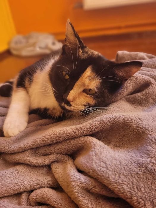 REZERWACJA RAMONA - piękna tricolorka szylkretka szuka domu!