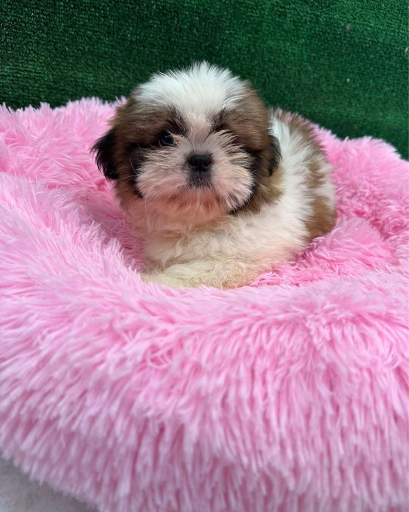 Shih-tzu maravilhosa menina