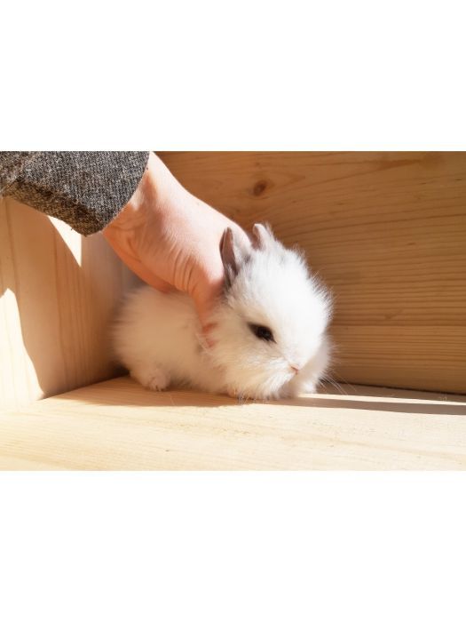 Карликовые мини кролики декорат. торчеухие и вислоухие и клетки