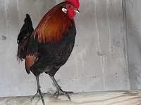 Bankiwa | Indian Red Jungle Fowl Galinha Selvagem Vermelha