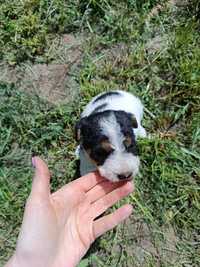 Piesek foxterrier