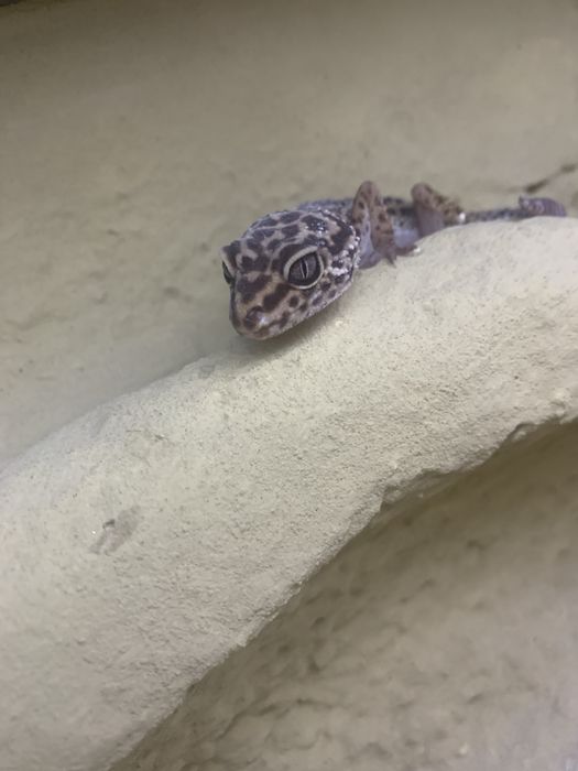 Terrarium z szafka i 3 gekony