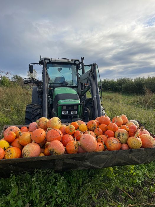 Jabłka, gruszki z własnego sadu / Gdynia Obłuże