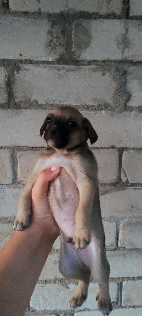 Отдам щенят маленьких
