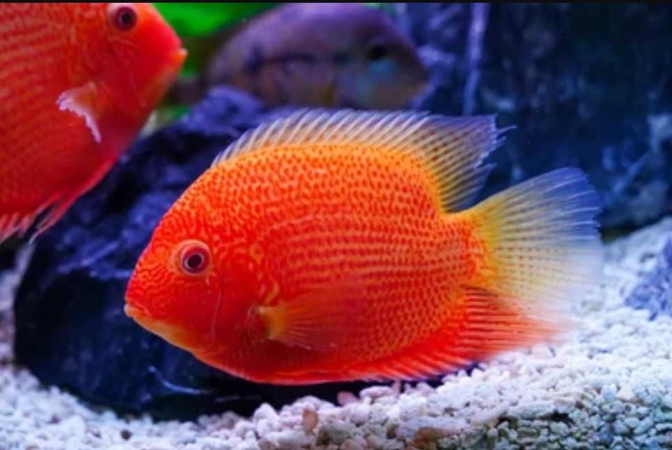 Pielęgnica severum ODMIANA RED - Sewerum - Heros efasciatus - dowóz