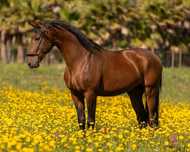 Lusitano Filho do Fogoso