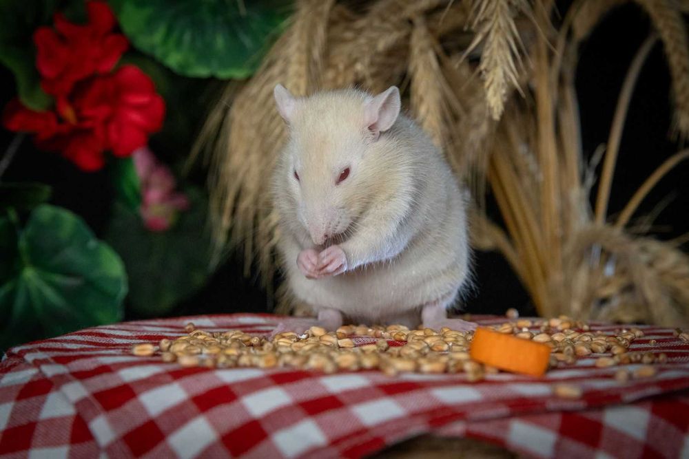 Szczurki z domowej hodowli