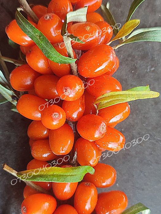 Саджанці обліпихи.  Сорт: Київський Янтар!