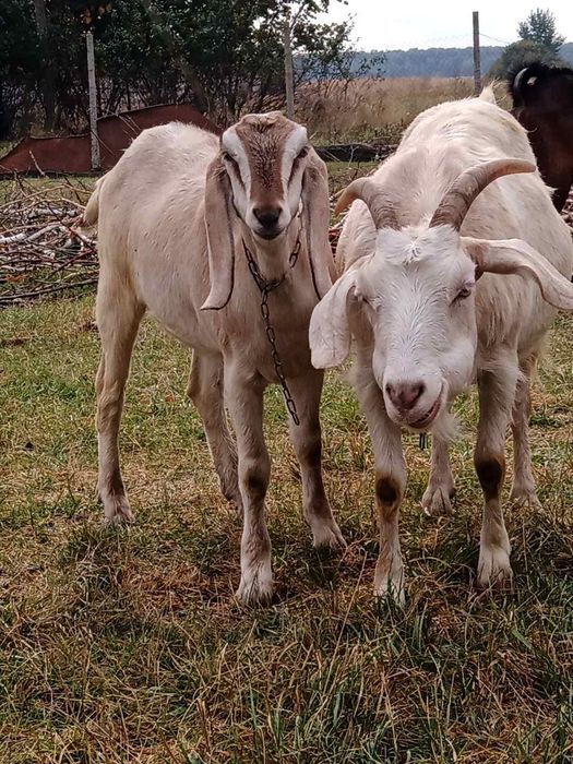 Коза нубо каморі