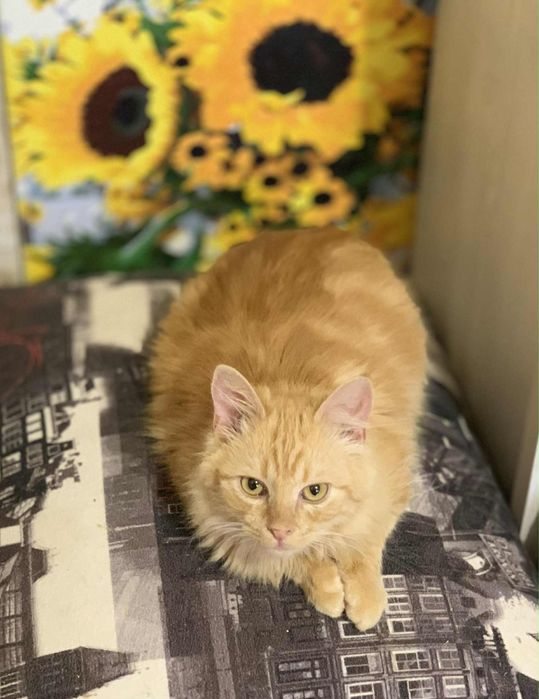 Кошеня котик кіт рижик