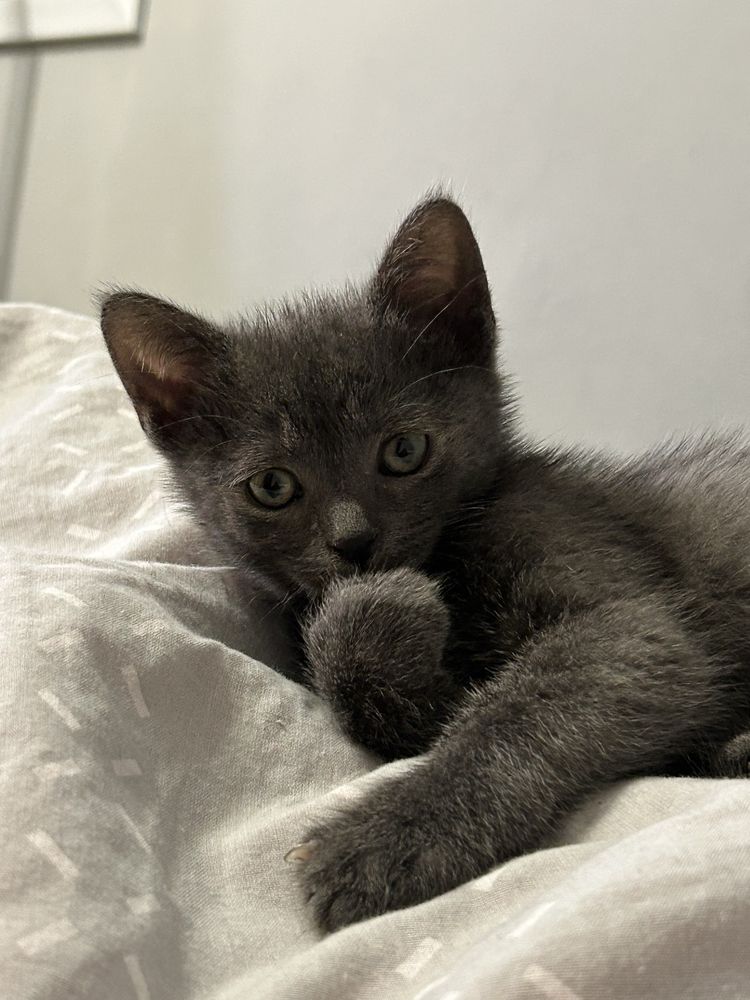 Кошеня, кіт, кішка