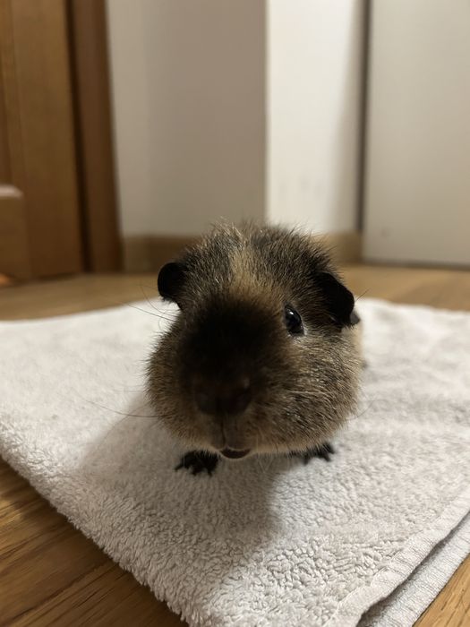 sprzedam dwie świnki morskie + klatka