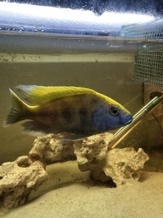 Ciclideo venustus - troco