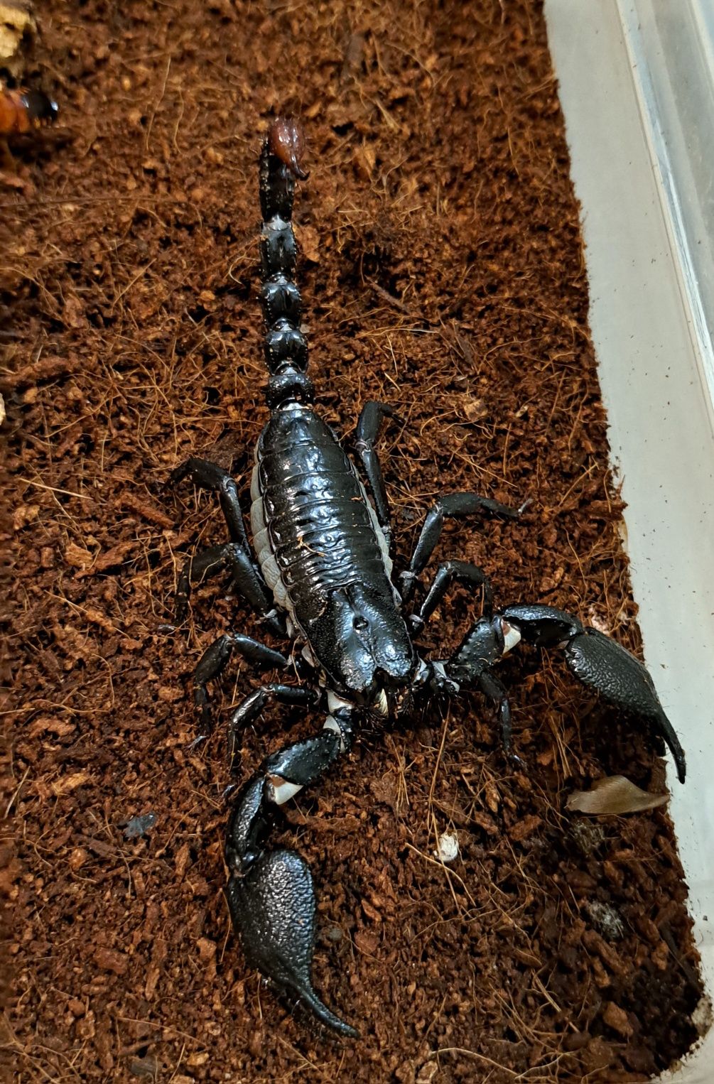 Javanimetrus cyaneus i3 (ex. Heterometrus)