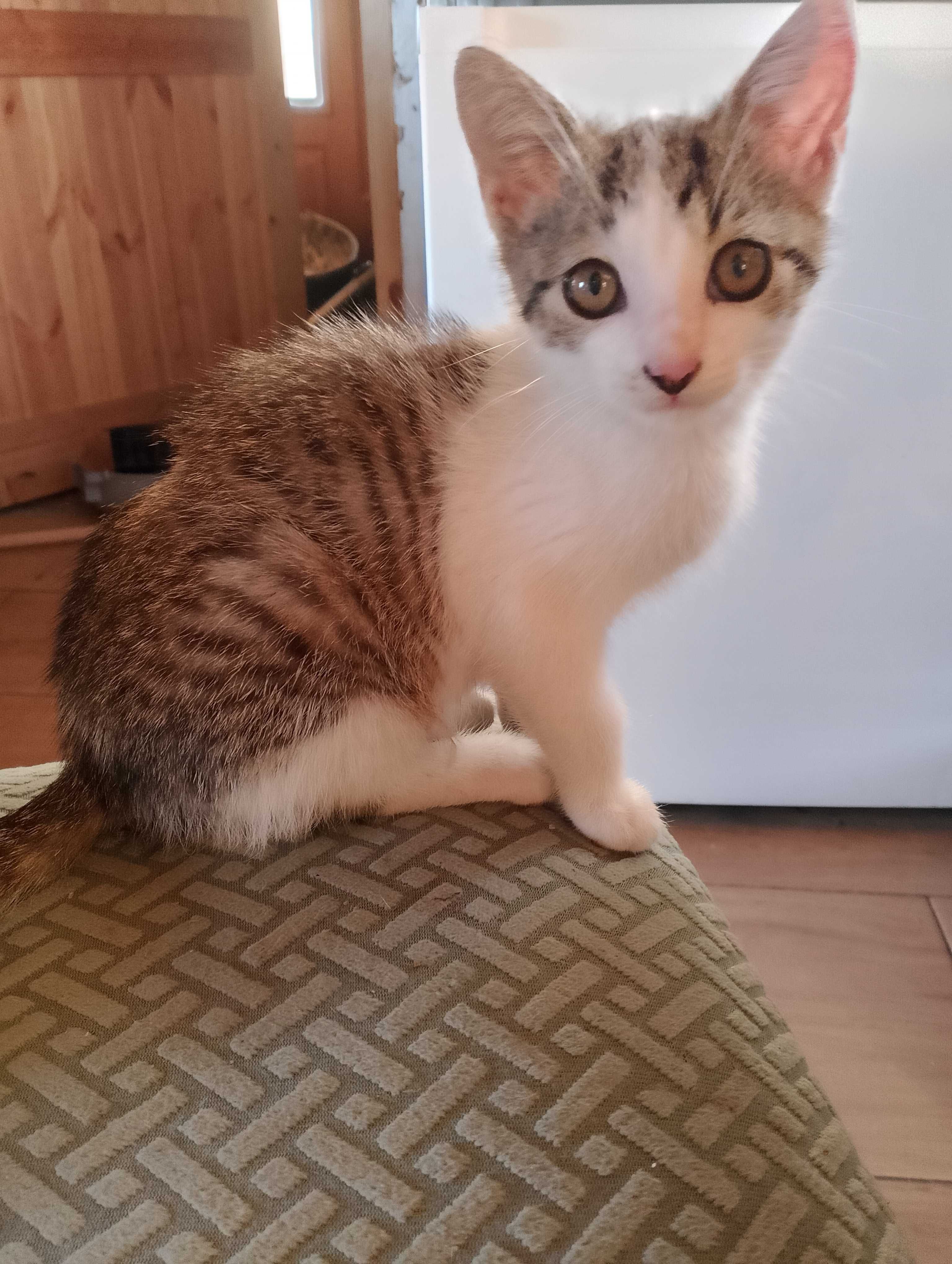Kotki oddam w dobre ręce!