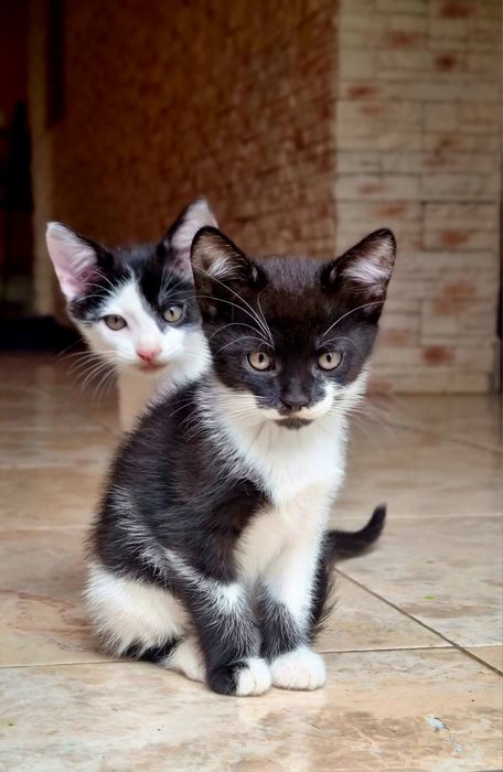 Котик ,Кішечка подарую, безкоштовно