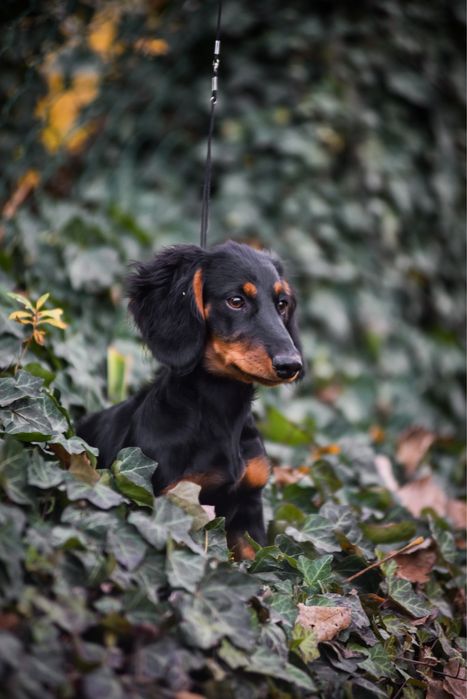 Шикарнюча дівчинка з родовідом