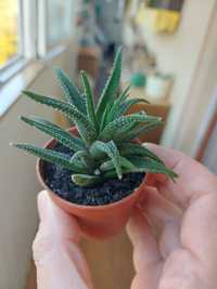 Хавортия аттенуата / Haworthia attenuata