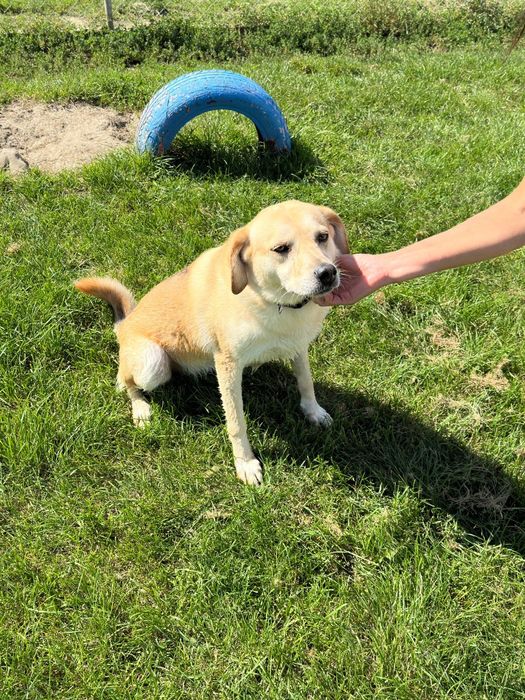 Cynia w typie Labradora do adopcji!