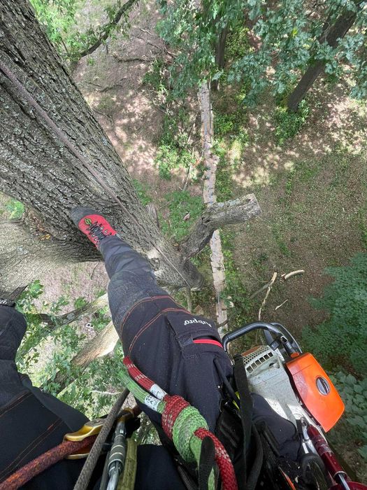Wycinka drzew, arborysta, usługi rębakiem w Wałbrzychu i okolicach