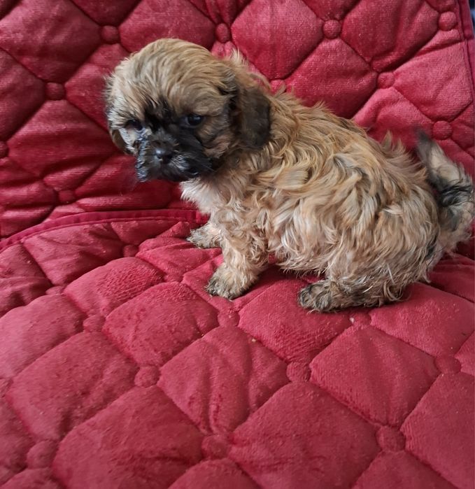 Śliczne Pieski Shih-tzu