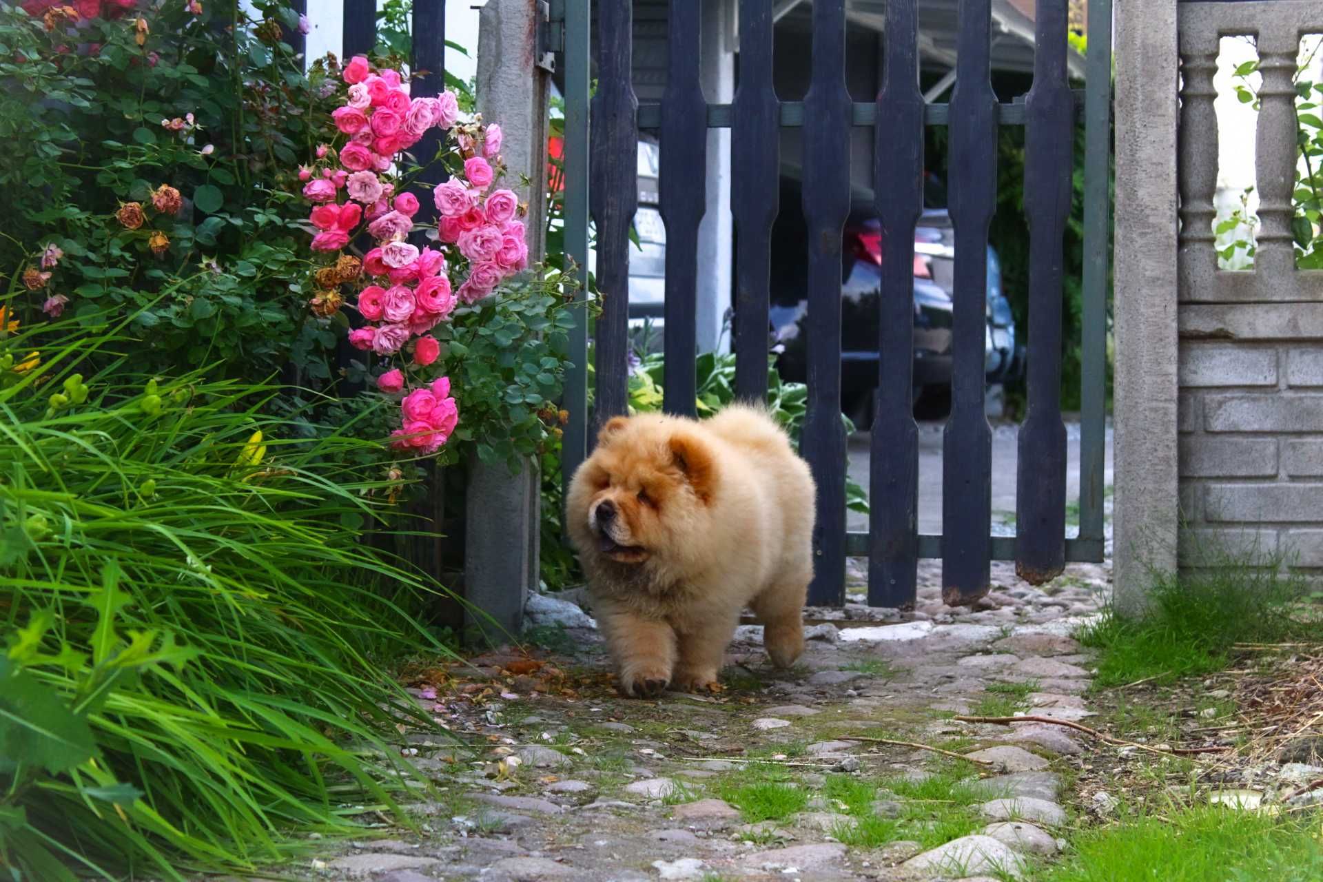 Chow chow ruda suka