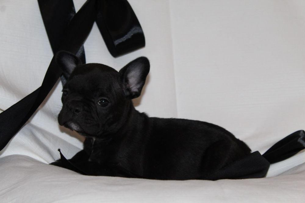 Бомбезні французики