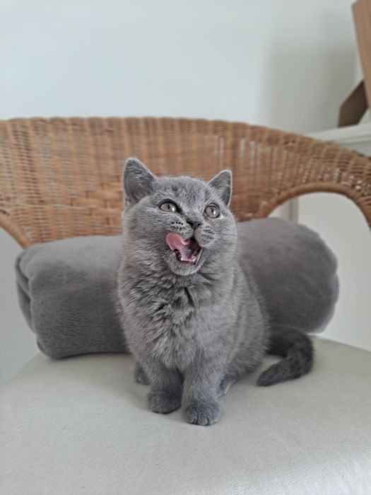 Kot brytyjski krótkowłosy niebieski Kocurek