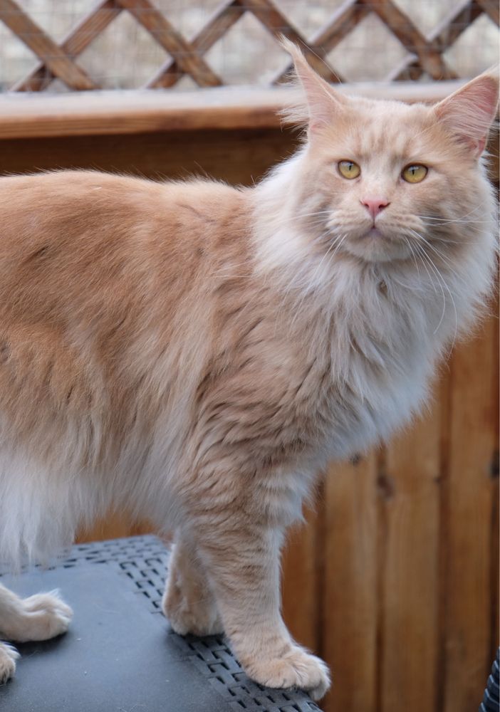 Maine coon kocur niebieski dymny fpl gotowy do odbioru