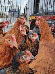 Kury Nioski kurki Rosa Leghorn Sonia Lohman Tetra.Kury z jajkami.DOWÓZ