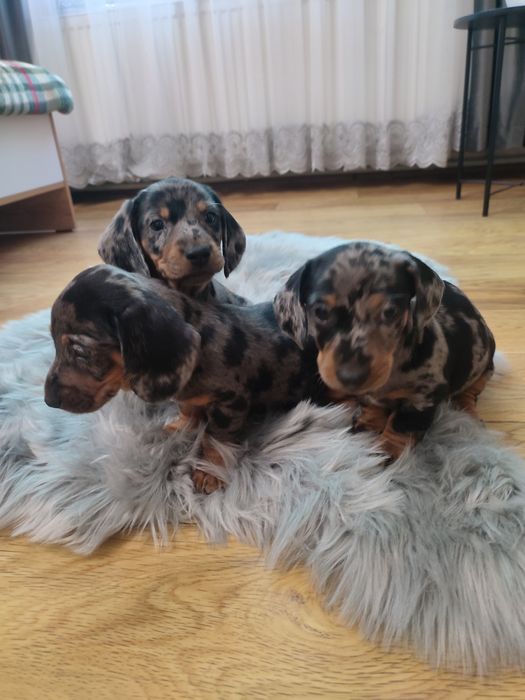 Продаются щенки таксы мрамор мерле