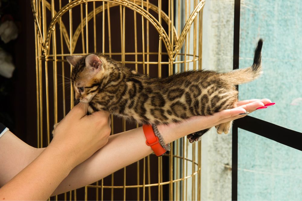 Бенгальскі кошенята з родоводом!