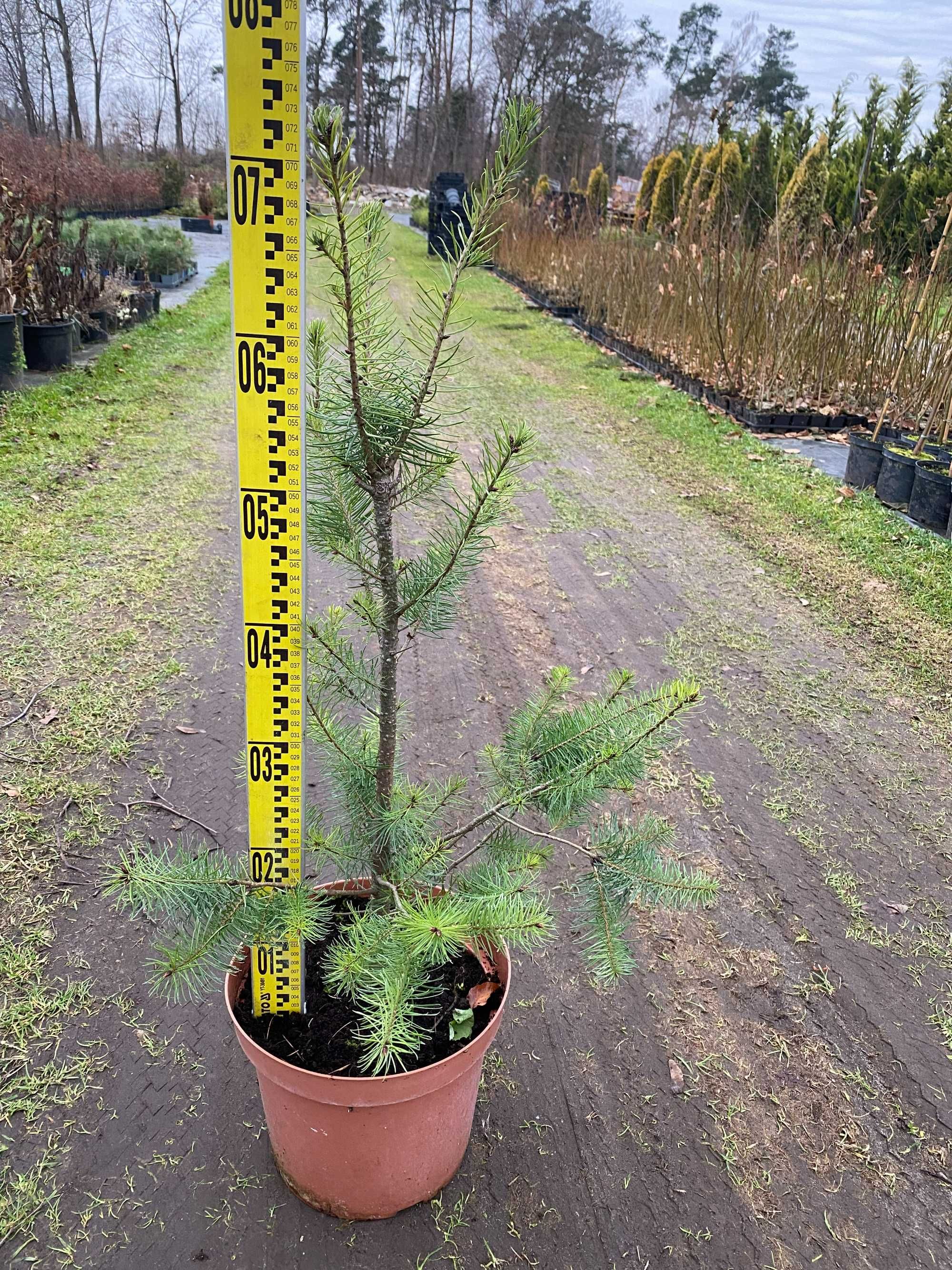 Daglezja zielona 7,5L duża sadzonka