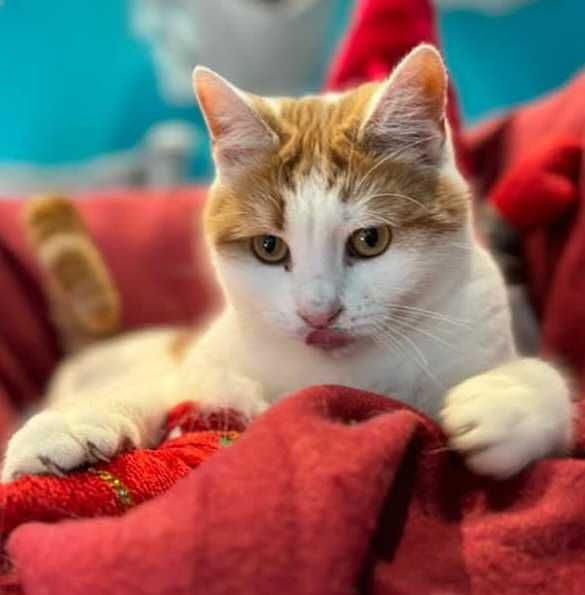 Kochany rudy kocurek do adopcji! Kot nigdy nie mial domu!