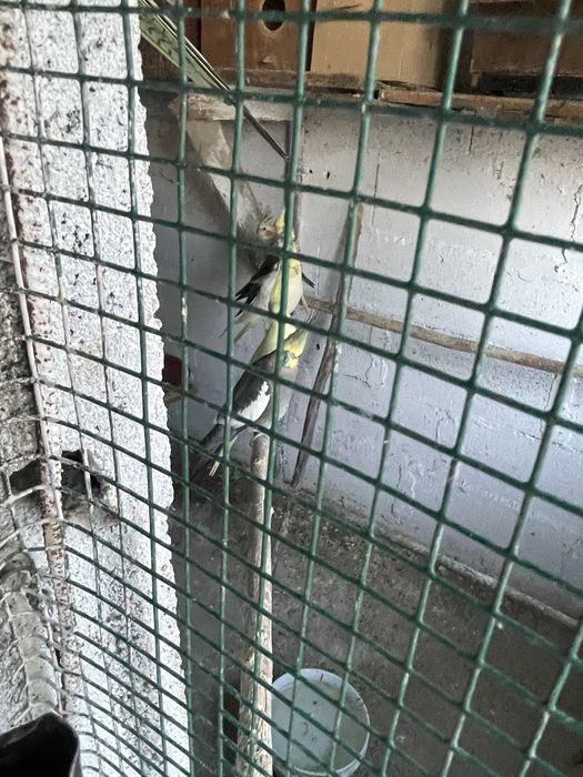 Caturras deste ano