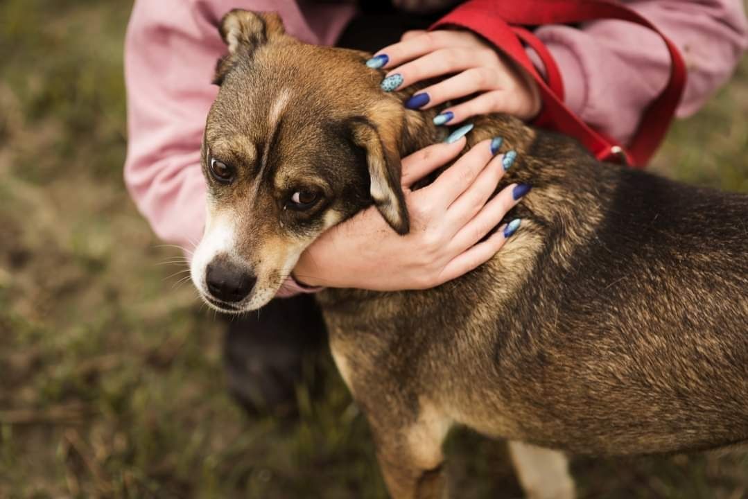 Błagam o domek dla tego cudnego psiaka