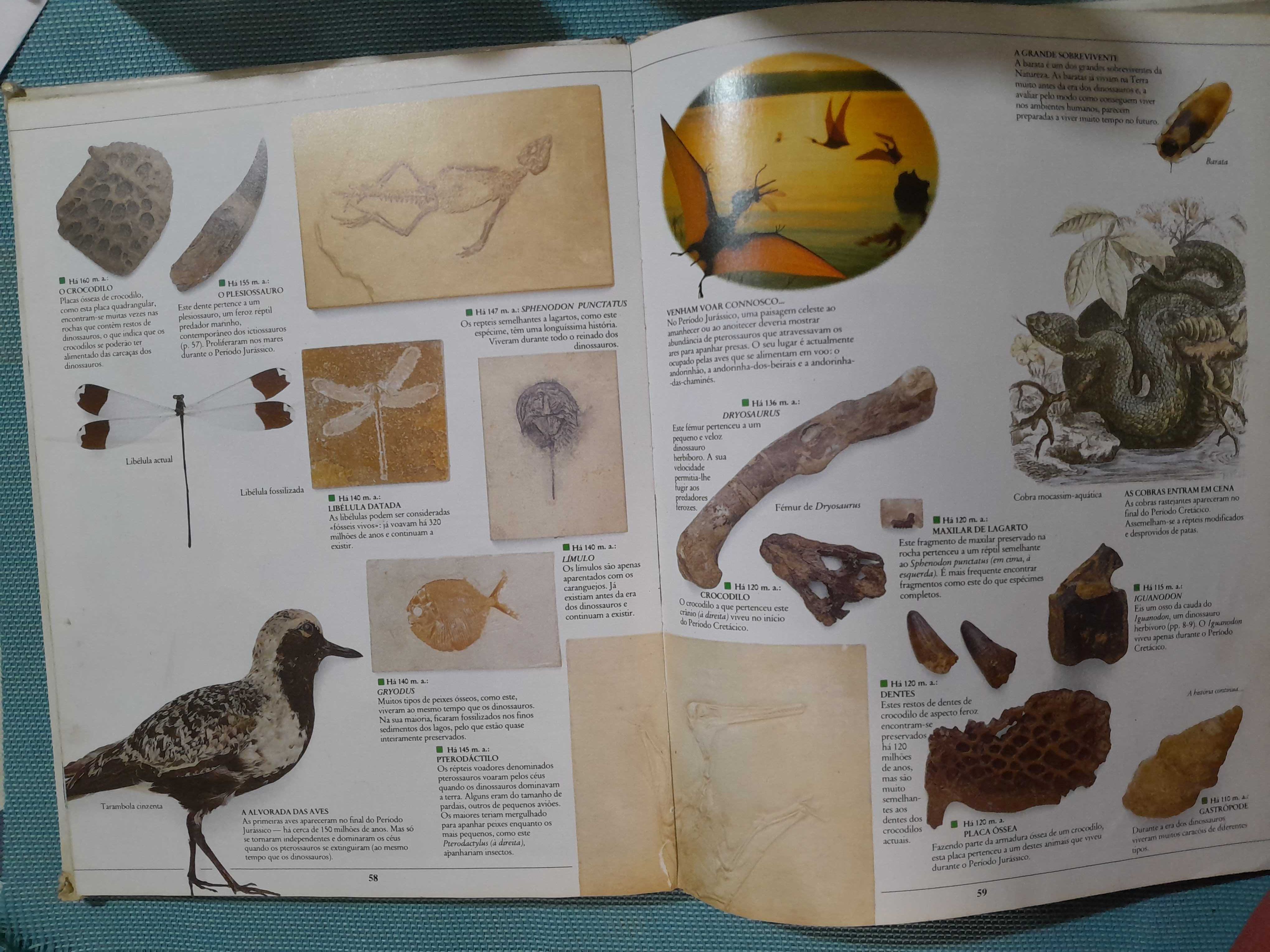 Livros Enciclopédia Visual Verbo Plantas Dinossauros Borboletas