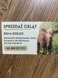 Byczki i jalowki sprzedam