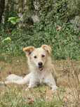 Cachorrinho de 6 meses para adoção