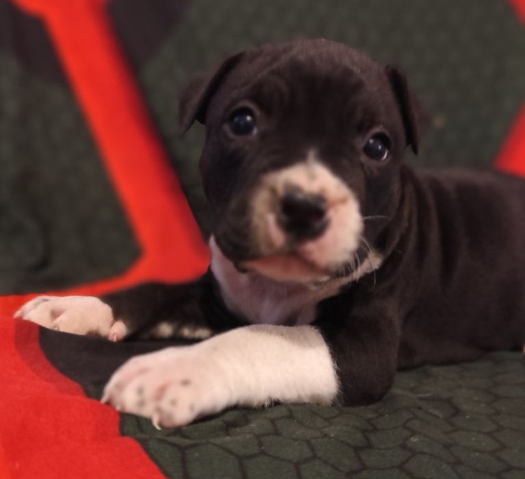 Suczka American Staffordshire Terrier