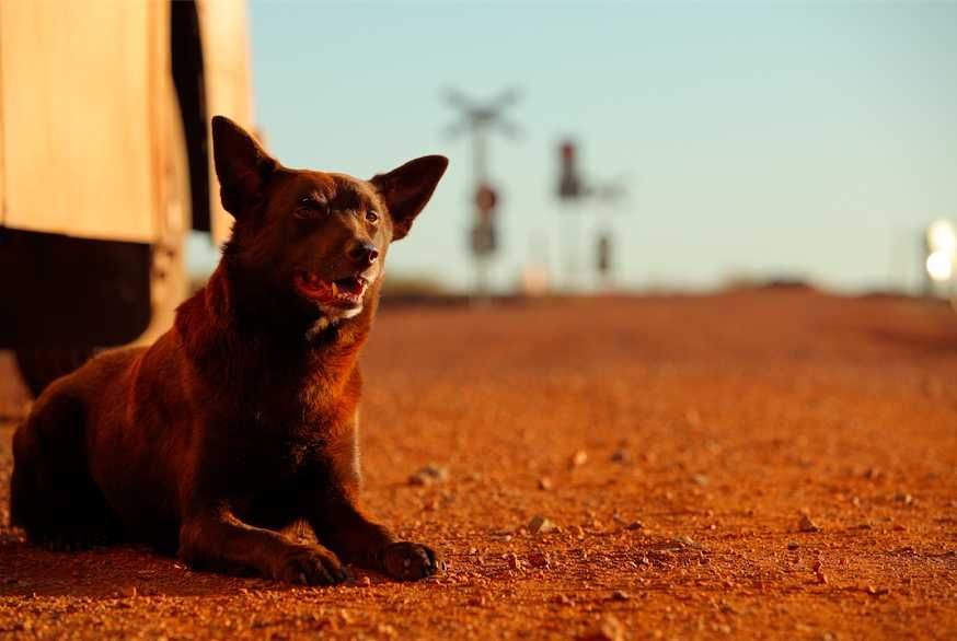 RED DOG - Uma História de Lealdade (Josh Lucas/Rachael Taylor)